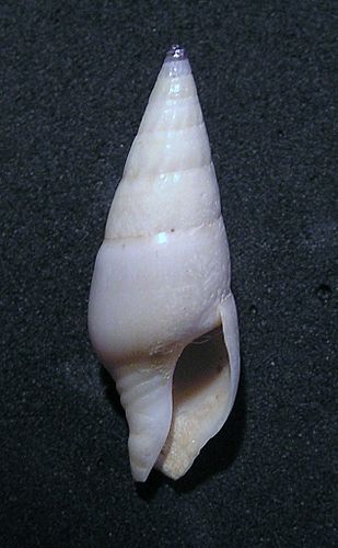 Perrona aculeiformis